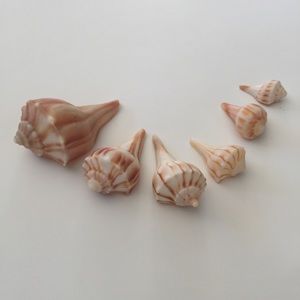 Six sea shells